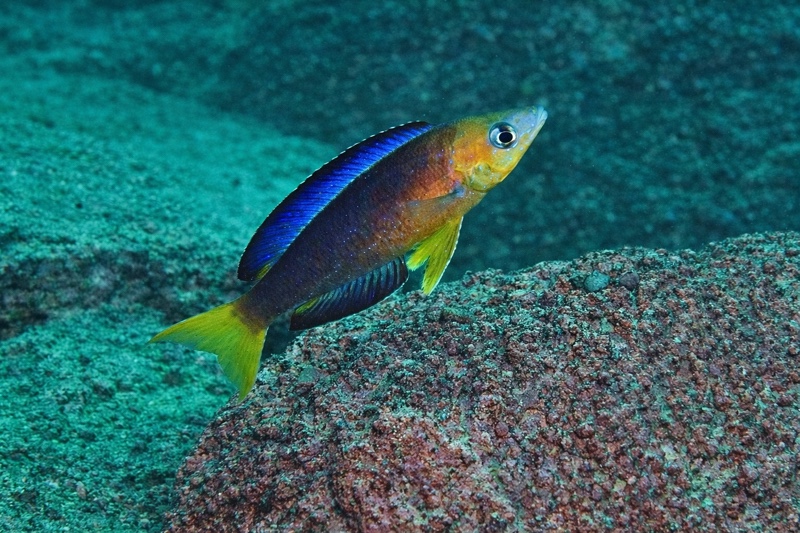 Cyprichromis microlepidotus 'Lyamembe'
